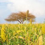 Ladang sereal kuning-hijau di latar depan dengan satu pohon berjumbai di kejauhan dan langit biru berawan.