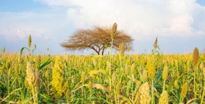 Ladang sereal kuning-hijau di latar depan dengan satu pohon berjumbai di kejauhan dan langit biru berawan.