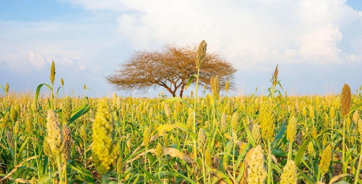 Ladang sereal kuning-hijau di latar depan dengan satu pohon berjumbai di kejauhan dan langit biru berawan.